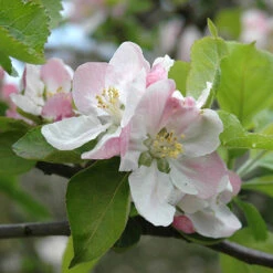 BloomHub Shop -BloomHub Shop 300001 1