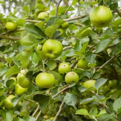 BloomHub Shop -BloomHub Shop 300006 1