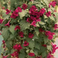 BloomHub Shop -BloomHub Shop 400087 1