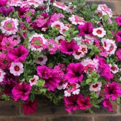 BloomHub Shop -BloomHub Shop 450079 1