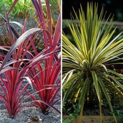 Cordyline Passion 9cm X2