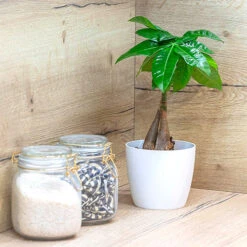 BloomHub Shop -BloomHub Shop 800253 1