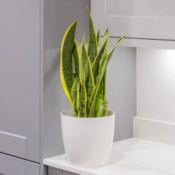 BloomHub Shop -BloomHub Shop 800265 1