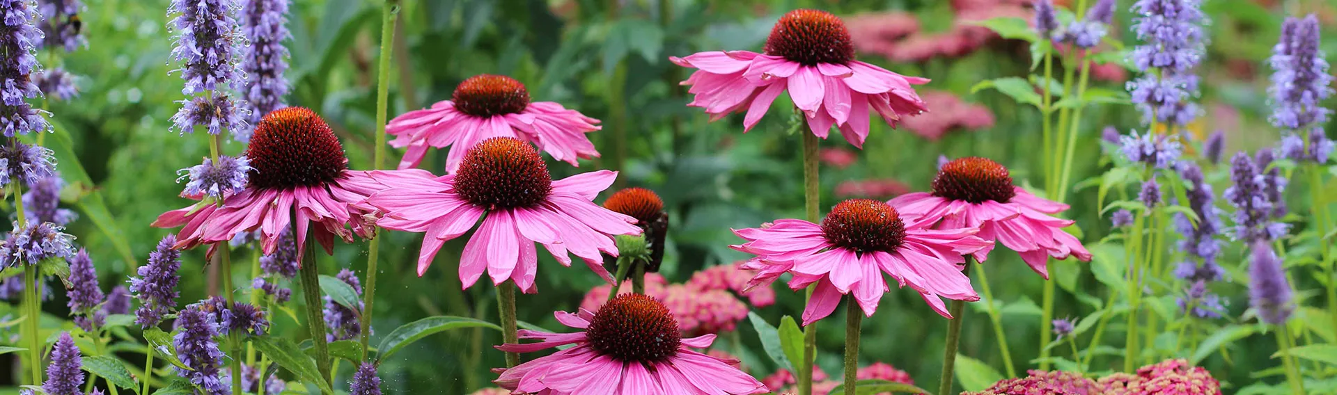 BloomHub Shop -BloomHub Shop banner905