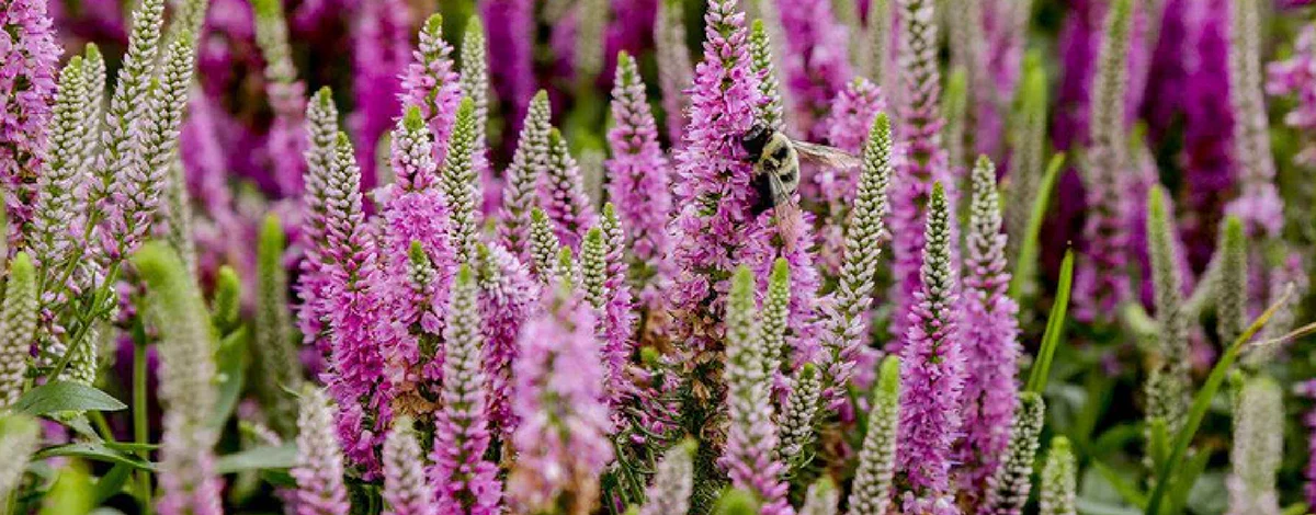 BloomHub Shop -BloomHub Shop banner906